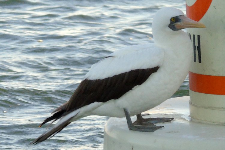 San Diego Bay, CA - January 20, 2018